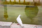 6 ذی القعده بزرگداشت میلاد حضرت احمدبن موسی شاهچراغ (ع)‎‎