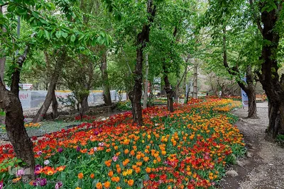 جشنواره لاله‎های آسارا‎