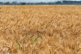 جشن شکرگزاری برداشت گندم‎