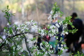 روز طبیعت در تهران
