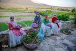 برداشت گیاه دارویی خارپنیری در استهبان فارس