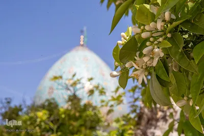 عطر خوش بهار نارنج شیراز