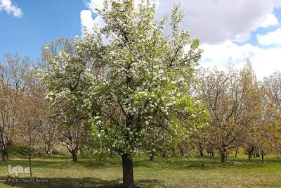 طبیعت بهاری بستان آباد