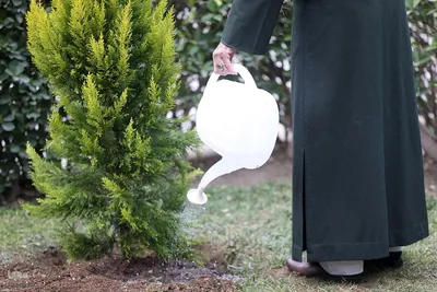کاشت نهال در هفته منابع طبیعی
