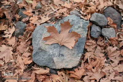 طبیعت پاییزیی در قم