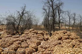 مرگ تدریجی پیازهای رها شده هرمز در روستای چراغ آباد بخش هشتبندی از توابع شهرستان«میناب» استان هرمزگان