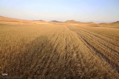 برداشت محصول گندم از مزارع شهرستان اهر