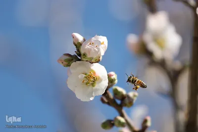 شکوفه‌های زودهنگام شهر راز