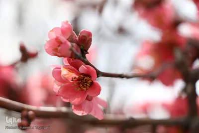 رویش شکوفه‌های میوه در کرج