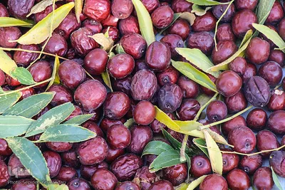 برداشت عناب در خراسان جنوبی