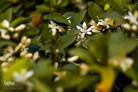 عطر بهار نارنج در حرم شاهچراغ (ع)