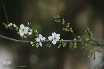 نرم نرمک می‌رسد اینک بهار