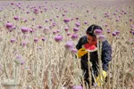 برداشت گیاه دارویی خارپنیری در استهبان فارس