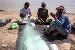 هوفل علی‌آباد گرفتار در سیل