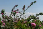 برداشت گل محمدی در ساوجبلاغ