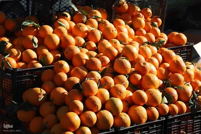 تکاپوی خرید شب یلدا در اهر