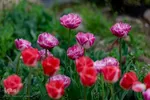 جشنواره لاله‎های آسارا‎