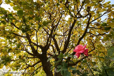 پاییز٬فصل آیه های خدا