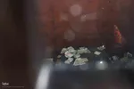 امام زاده ای در دل طبیعت بکر و جنگلی اهر