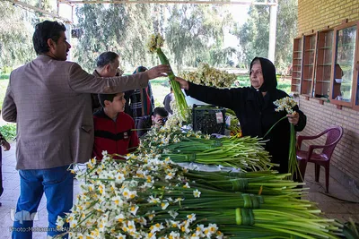 İran, Xuzistan əyaləti, Behbahan şəhəri, Nərgiz gülləri düzənliyi