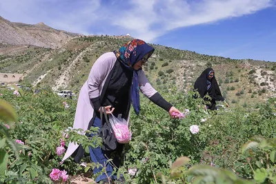 نخستین رویداد گلاب‌گیری سنتی در بوستان کوهستانی دراک شیراز