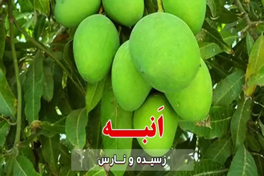 فیلم | تاثیر نور الهی بر انسان