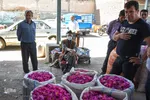 برداشت گل‌محمدی در آذربایجان شرقی