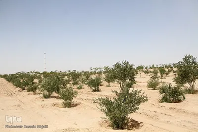 بازدید جمعی از اصحاب رسانه از طرح های در دست اقدام سازمان سیما ، منظر و فضای سبز شهرداری یزد
