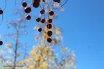 گذری بر پاییز