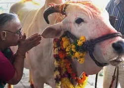 Inde: onze miliciens défenseurs de la vache sacrée condamnés à la prison à vie