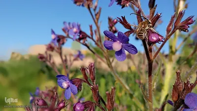 طبیعت بهاری شهرستان اهر در یک نگاه