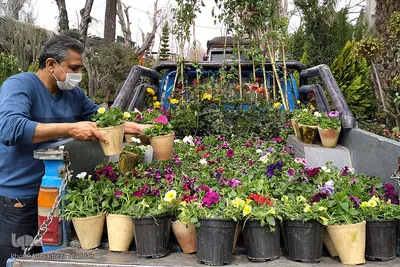 بازار گل شیراز‎‎