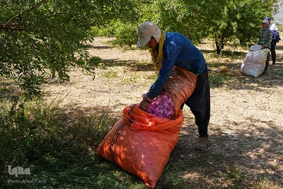 جشنواره گل محمدی در میمند فارس‎‎