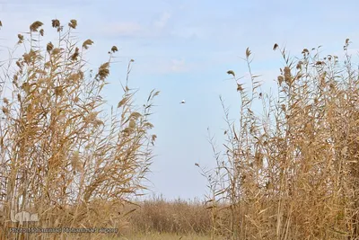 پیوند آب و آسمان در تالاب شادگان