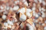 جلوه‌گری طلای سفید در خراسان‌‌جنوبی