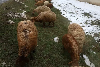 زمستان در بهار منطقه ارسباران