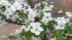 شکوفه های بهاری در اهر