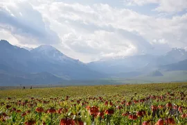 دشت لاله‌های واژگون کوهرنگ