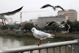 پرندگان مهاجر، مهمان اهوازی‌ها