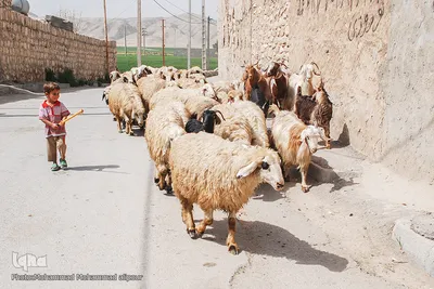 عشایر و زندگی روستایی