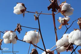 مزارع پنبه، طلای سفید خراسان جنوبی