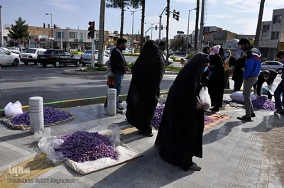 برداشت زعفران در خراسان‌جنوبی