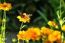 پروانه‌ها، میهمانان زیبای ناخوانده