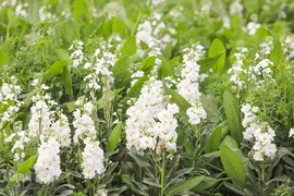برداشت گل شب‌بو در حمیدیه