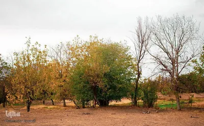 پاییز در روستای انجدان