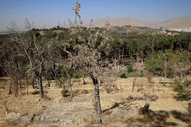 پارک جنگلی چیتگر