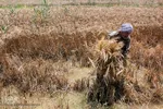 برداشت گندم از مزارع زیر آب شادگان 