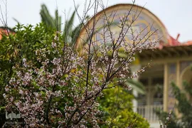 جلوه بهار در باغ ارم شیراز‎‎