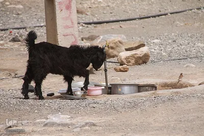 خدمت جهادی در مناطق محروم سیستان و بلوچستان