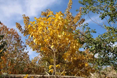 پاییز خراسان جنوبی